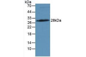 Figure. (IGFBP4 anticorps  (AA 22-258))