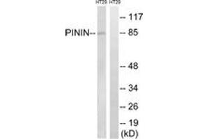 Western Blotting (WB) image for anti-Pinin, Desmosome Associated Protein (PNN) (AA 211-260) antibody (ABIN2890507) (PNN anticorps  (AA 211-260))