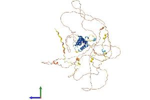AlphaFold protein structure predicition of Mouse Recombinant Foxo3 Protein, UniprotID Q9WVH4