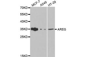 Western blot analysis of extracts of various cell lines, using AREG antibody (ABIN5970955) at 1/1000 dilution. (Amphiregulin anticorps)