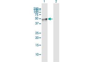 Western Blot analysis of LEPRE1 expression in transfected 293T cell line by LEPRE1 MaxPab polyclonal antibody.