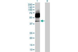 Western Blot analysis of CD33 expression in transfected 293T cell line by CD33 MaxPab polyclonal antibody.
