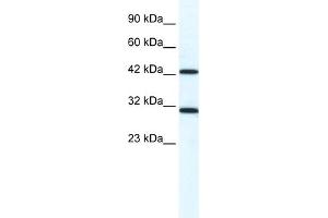 WB Suggested Anti-DDX39 Antibody Titration:  1. (DDX39 anticorps  (N-Term))