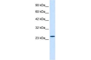 Western Blotting (WB) image for anti-Zinc Finger Protein 22 (ZNF22) antibody (ABIN2461059) (Zinc Finger Protein 22 anticorps)