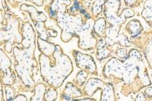 Immunohistochemistry analysis of paraffin-embedded human placenta using,PLAP (ABIN7075090) at dilution of 1: 400 (PLAP anticorps)