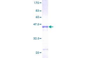 ADP-Ribosylation Factor-Like 3 (ARL3) (AA 1-182) protein (GST tag)