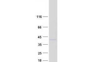 Validation with Western Blot