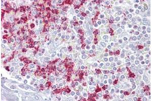 Anti-RGS2 antibody IHC staining of human spleen.