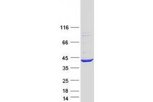 Validation with Western Blot