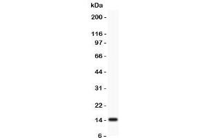 Western blot testing of Profilin 2 antibody and rat brain lysate. (PFN2 anticorps  (C-Term))