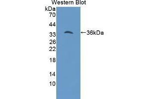 Detection of Recombinant Hepc, Bovine using Polyclonal Antibody to Hepcidin (Hepc) (Hepcidin anticorps  (AA 29-82))