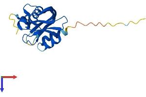 AlphaFold protein structure predicition of Human Recombinant NUDT11 Protein, UniprotID Q96G61