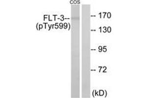 Western blot analysis of extracts from COS7 cells treated with EGF 200ng/ml 30', using FLT3 (Phospho-Tyr599) Antibody. (FLT3 anticorps  (pTyr599))