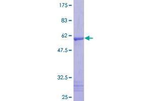 C1q and Tumor Necrosis Factor Related Protein 2 (C1QTNF2) (AA 16-285) protein (GST tag)