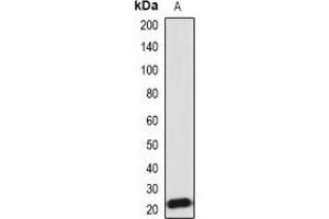 Western blot analysis of IL-18 expression in Hela (A) whole cell lysates. (IL-18 anticorps)