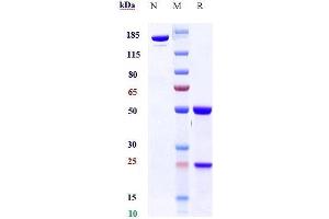 Anti-TGFb1 Reference Antibody (SRK181) on SDS-PAGE under reducing (R) condition.