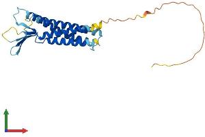 AlphaFold protein structure predicition of Mouse Recombinant Cldn10 Protein, UniprotID Q9Z0S6