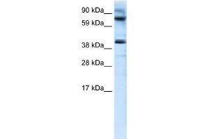 WB Suggested Anti-MANSC1 Antibody Titration:  0. (MANSC1 anticorps  (N-Term))