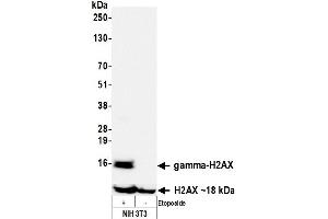 Western Blotting (WB) image for anti-gamma Histone Variant H2AX (GAMMA-H2AX) (Ser140) antibody (ABIN7455200) (Recombinant gamma H2AX anticorps  (Ser140))