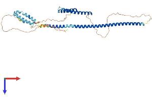 AlphaFold protein structure predicition of Human Recombinant RILP Protein, UniprotID Q96NA2