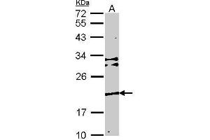 WB Image Sample (30 ug of whole cell lysate) A: NIH-3T3 12% SDS PAGE Transmembrane protein 147 antibody antibody diluted at 1:1000 (TMEM147 anticorps)