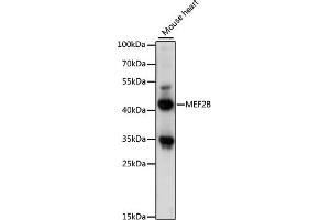Western blot analysis of extracts of mouse heart, using MEF2B antibody (ABIN7268731) at 1:1000 dilution. (MEF2B anticorps  (AA 1-100))