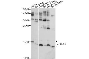 Western blot analysis of extracts of various cell lines, using PDE6D antibody (ABIN6293497) at 1:1000 dilution. (PDE6D anticorps)