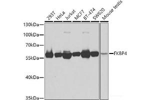 Western blot analysis of extracts of various cell lines using FKBP4 Polyclonal Antibody at dilution of 1:1000. (FKBP4 anticorps)