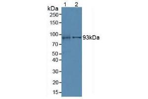 Western blot analysis of (1) Mouse Kidney Tissue and (2) Porcine Liver Tissue. (Villin 1 anticorps  (AA 1-320))