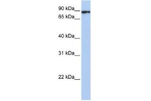 WB Suggested Anti-HSPA4L Antibody Titration: 0. (HSPA4L anticorps  (C-Term))