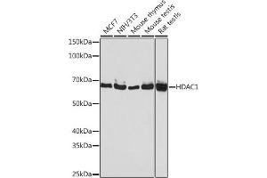 Western blot analysis of extracts of various cell lines, using HD antibody (ABIN7267707) at 1:1000 dilution. (HDAC1 anticorps)