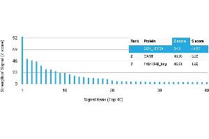 Protein Array (PAr) image for anti-H3 Histone, Family 3A (H3F3A) antibody (ABIN7456006)
