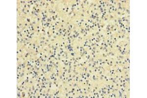Immunohistochemistry of paraffin-embedded human spleen tissue using ABIN7167717 at dilution of 1:100 (Resistin anticorps  (AA 19-108))