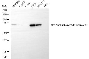 Western blotting analysis using natriuretic peptide receptor 3 antibody (ABIN7797702). (Recombinant NPR3 anticorps)