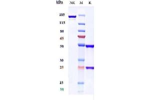 Anti-ALCAM / CD166 Reference Antibody (praluzatamab) on SDS-PAGE under reducing (R) condition. (Recombinant ALCAM (Praluzatamab Biosimilar) anticorps)