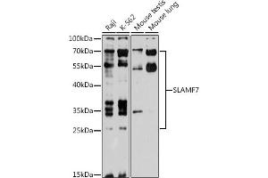 Western blot analysis of extracts of various cell lines, using SL antibody (ABIN6131101, ABIN6147829, ABIN6147831 and ABIN6218407) at 1:1000 dilution. (SLAMF7 anticorps  (AA 23-226))