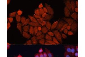 Immunofluorescence analysis of HeLa cells using DNAJB1 Polyclonal Antibody at dilution of 1:100. (DNAJB1 anticorps)