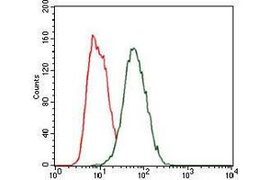 Flow cytometric analysis of HeLa cells using HEXA mouse mAb (green) and negative control (red). (Hexosaminidase A anticorps)