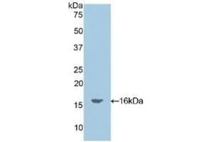Detection of Recombinant OCM, Mouse using Polyclonal Antibody to Oncomodulin (OCM) (Oncomodulin anticorps  (AA 1-109))