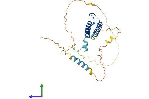 AlphaFold protein structure predicition of Human Recombinant MYF6 Protein, UniprotID P23409
