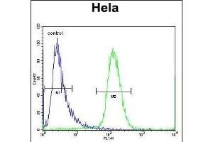SCHIP1 Antibody (Center) (ABIN656782 and ABIN2846000) flow cytometric analysis of Hela cells (right histogram) compared to a negative control cell (left histogram). (SCHIP1 anticorps  (AA 90-118))