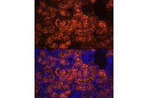 Immunofluorescence analysis of mouse kidney using PCK1 Rabbit pAb (ABIN3022753, ABIN3022754, ABIN3022755 and ABIN6219210) at dilution of 1:100 (40x lens).