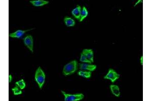 Immunofluorescence staining of Hela cells with ABIN7147133 at 1:100, counter-stained with DAPI.