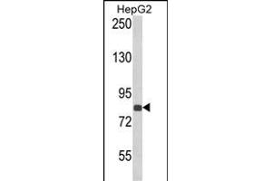 Western blot analysis of ECE1 Antibody (Center) (ABIN652255 and ABIN2841065) in HepG2 cell line lysates (35 μg/lane).