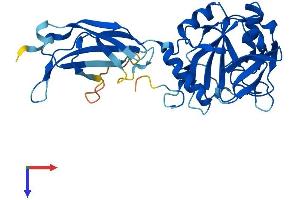 AlphaFold protein structure predicition of Human Recombinant PHYHIP Protein, UniprotID Q92561