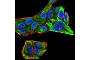 Immunofluorescence analysis of HeLa cells using Rab13 mouse mAb (green).