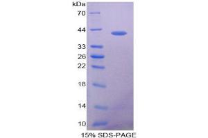 SDS-PAGE analysis of Human VCC1 Protein. (CXCL17 Protéine)