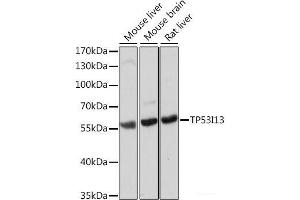 Western blot analysis of extracts of various cell lines using TP53I13 Polyclonal Antibody at dilution of 1:1000. (TP53I13 anticorps)
