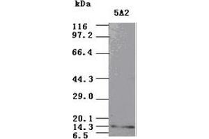 Image no. 8 for anti-Neurotrophin 3 (NTF3) (AA 139-257) antibody (ABIN1490920)
