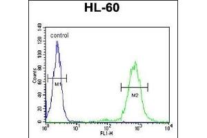 CD69 Antibody (Center) (ABIN651605 and ABIN2840320) flow cytometric analysis of HL-60 cells (right histogram) compared to a negative control cell (left histogram). (CD69 anticorps  (AA 119-148))
